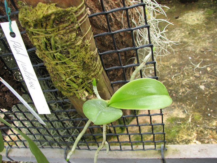 Phalaenopsis pulchra.jpg