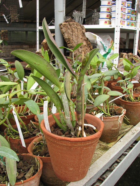 Laeliocattleya Nora's Melody 'Hsinying' (Love Knot x Little Dipper).jpg
