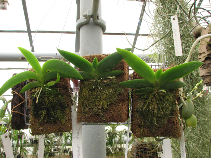 Angraecum leonis.jpg