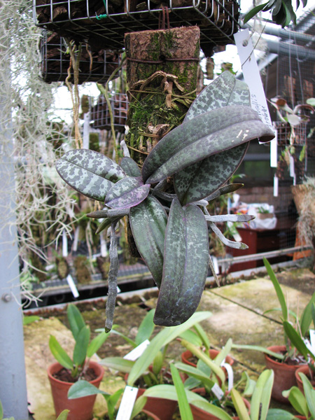 Phalaenopsis schilleriana.jpg