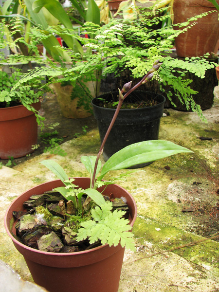 Acacallis cyanea x Paradisanthus micranthus.jpg