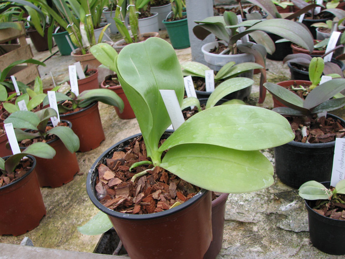 Phalaenopsis violacea.jpg