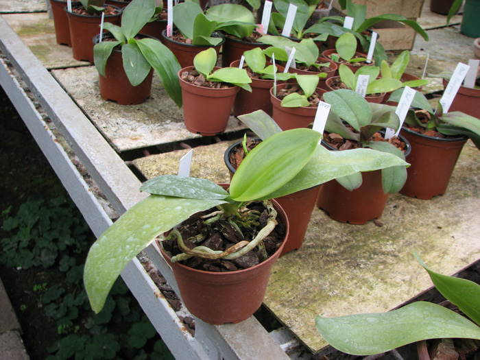 Kingidium decumbens.jpg