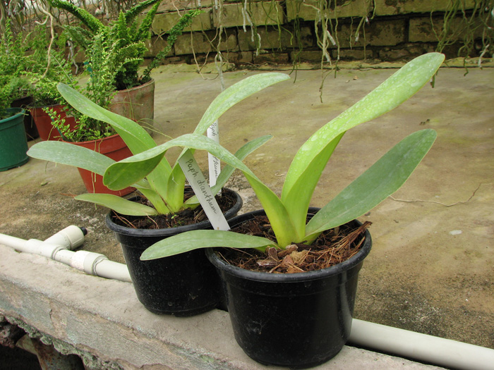 Paphiopedilum dianthum.jpg