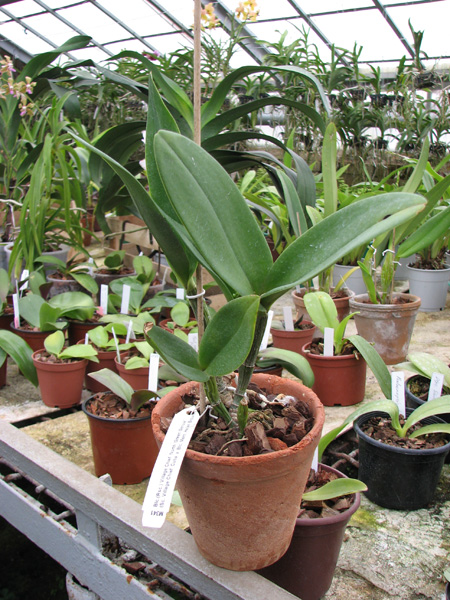 Brassolaeliocattleya Village Chief North 'Green Genuie'.jpg