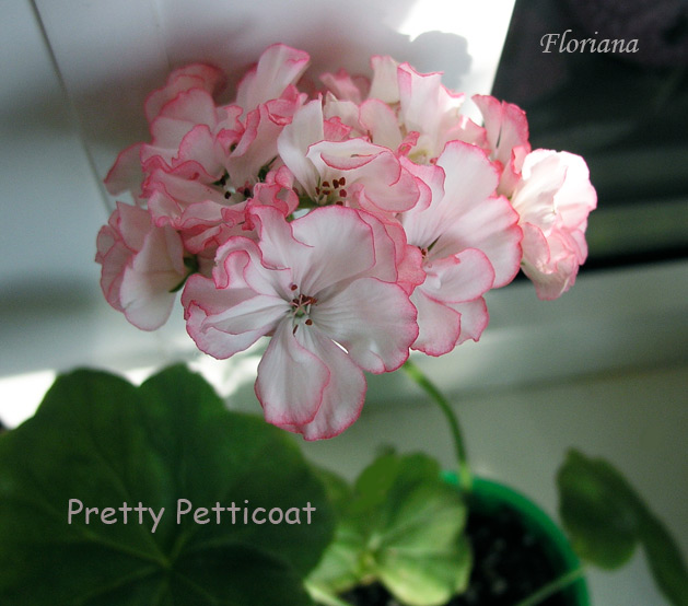 Pretty-Petticoat.jpg