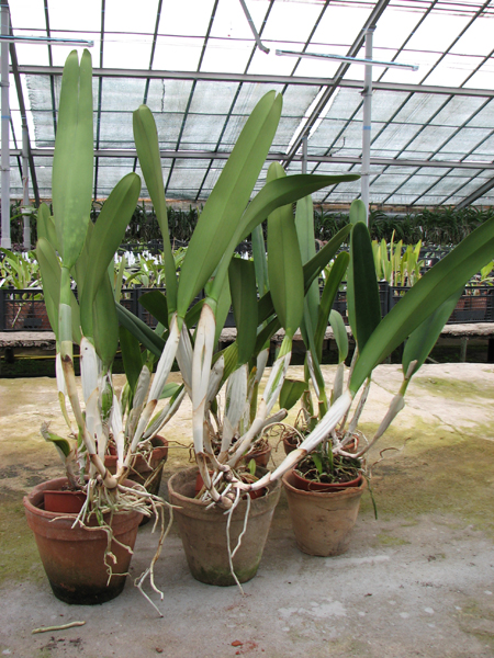 Laelia purpurata.jpg