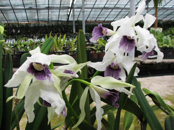 Орхидея Laelia purpurata werkhauseri.jpg