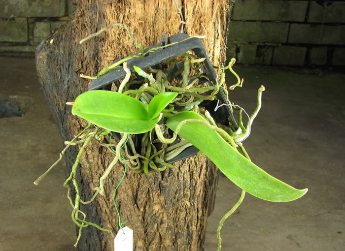 Phalaenopsis tetraspis x cornu-cervi.jpg