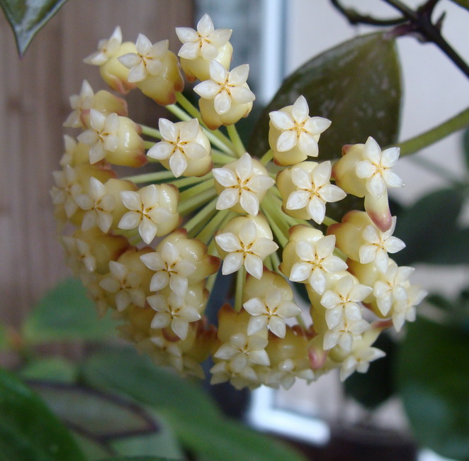 Hoya Incrassata