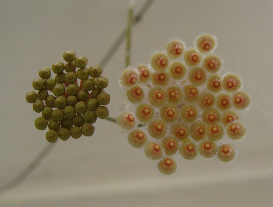 Hoya parviflora