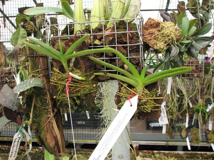 Ascocentrum miniatum.jpg