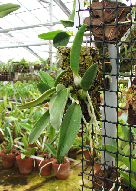 Laelia sincorana var coerulea.jpg