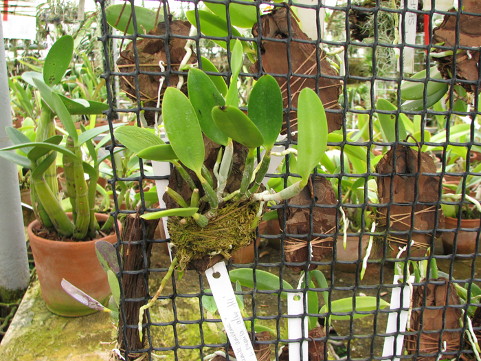 Laelia pumila amoena 'AWZ' х Laelia pumila alba 'HI'.jpg