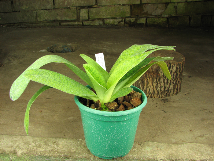 Paphiopedilum Somers Isles 'Green Bird' x Paphiopedilum philippinense var album 'Charming'.jpg
