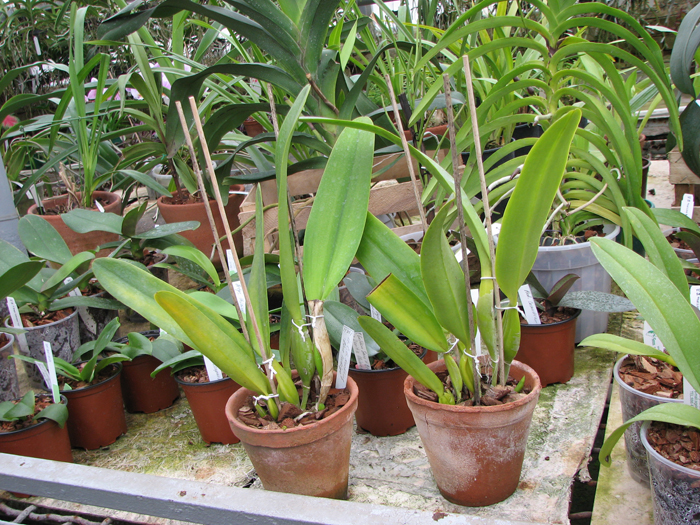 Laeliocattleya C G Roebling 'Blue Indigo'.jpg