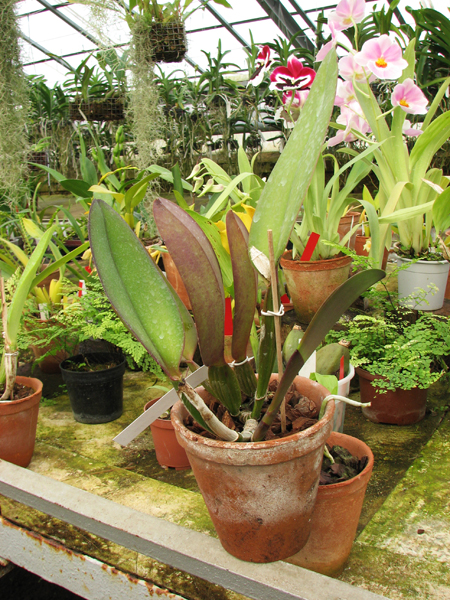 Cattleya labiata rubra 'Schuller' x Cattleya labiata rubra 'Deize'.jpg