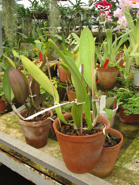 Cattleya labiata coerulea 'Bastiao' x Cattleya labiata coerulea 'Lourival'.jpg
