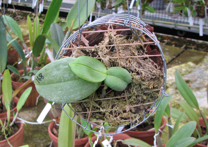 Phalaenopsis Auspice Knight 'Malayan'.jpg