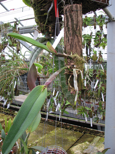 Cattleya maxima.jpg