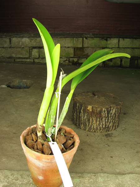 Brassocattleya Chief Pink 'Diana'.jpg