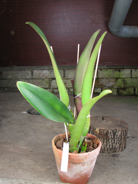 Brassolaeliocattleya Pamela Hetherington.JPG
