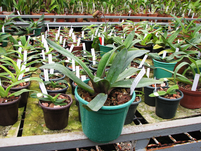 Paphiopedilum delenatii x Paphiopedilum Deena Nicol 'In-Charm'.jpg
