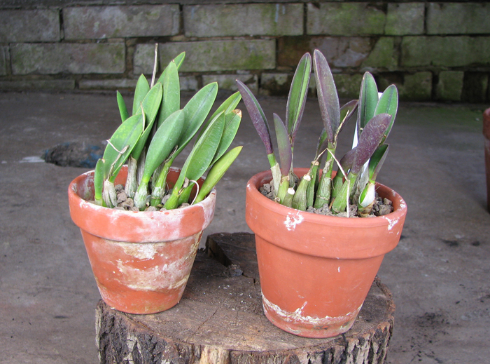 Laelia fournieri.jpg
