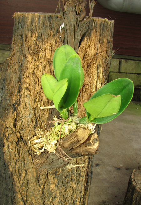 Prosrhyncholeya Chief Green River.jpg
