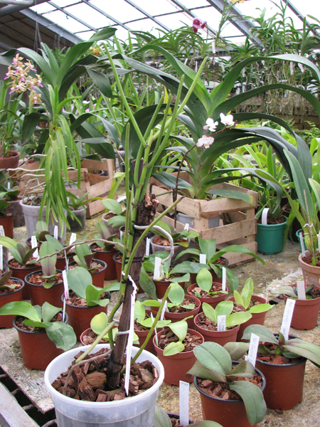 Vanda teres.jpg