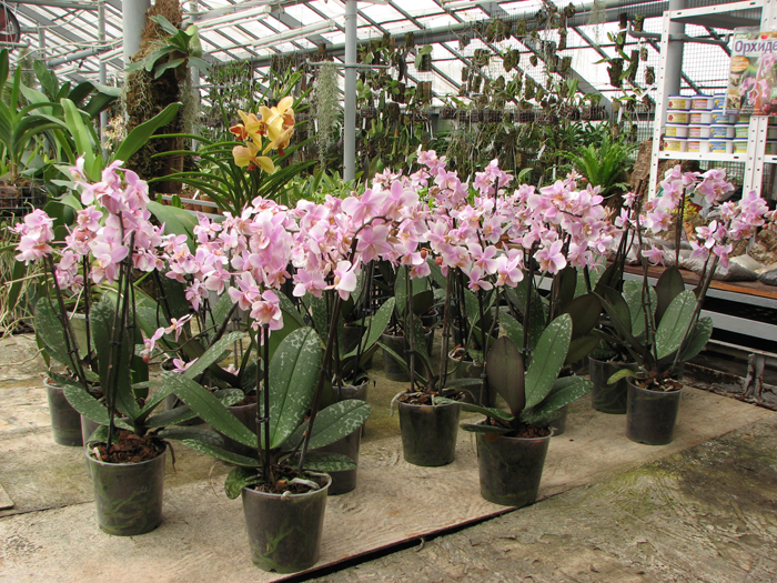 Phalaenopsis Philadelphia (schilleriana x stuartiana).jpg