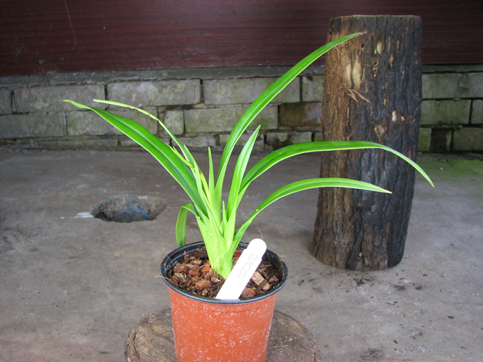 Phragmipedium Petit Anquette (pearcei x dalessandroi).jpg