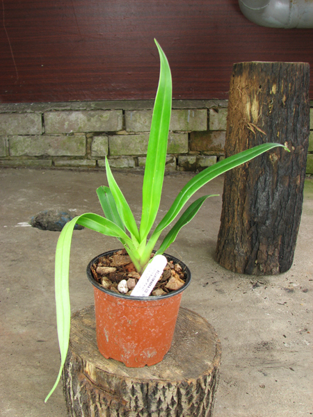 Phragmipedium Carol Kanzer (Phragmipedium pearcei x schlimii).jpg