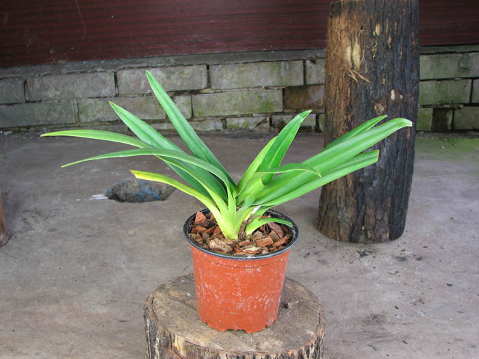 Phragmipedium Olaf Gruss.jpg