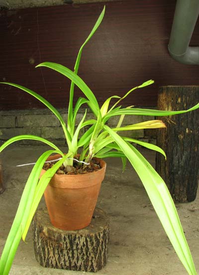 Phragmipedium-Hanne-Popow-(besseae-x-schlimii).jpg