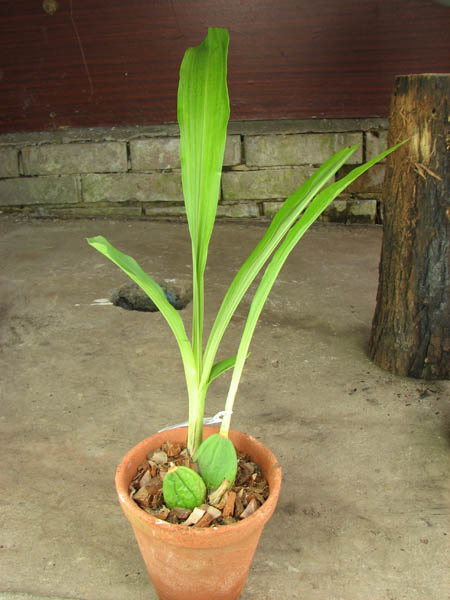 Lycaste skinneri alba x Lycaste Chita Sunset.jpg