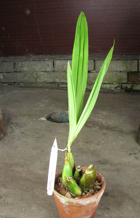 Maxillacaste Heinz Michael Pinkepank.jpg