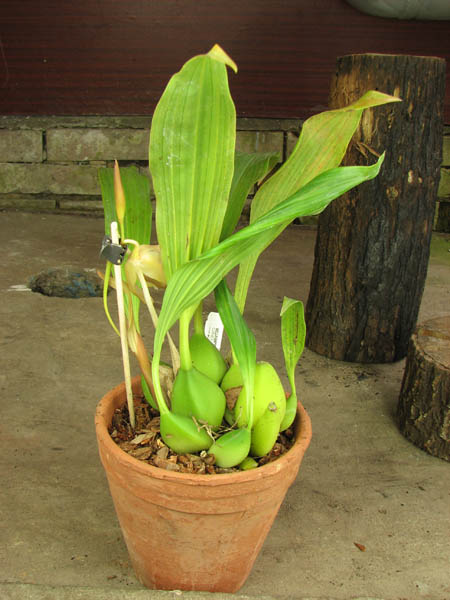 Coelogyne speciosa.jpg
