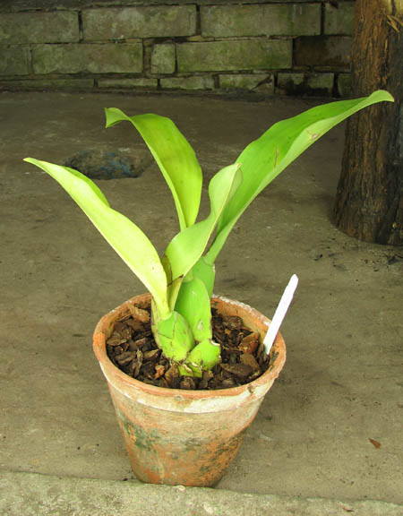 Trichopilia hennisiana.jpg