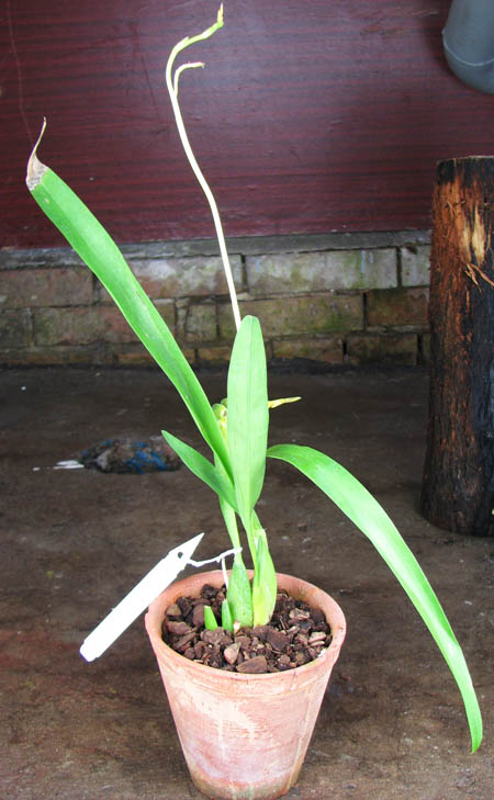 Odontoglossum gloriosum.jpg