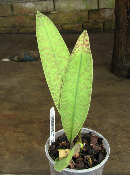 Psychopsis sanderae.jpg