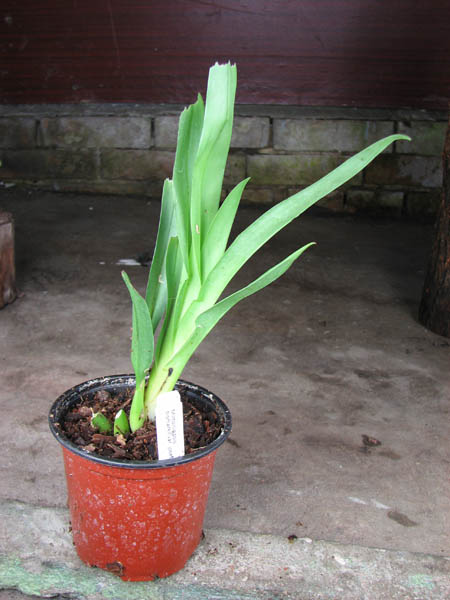 Miltoniopsis bismarkii var josefina.jpg