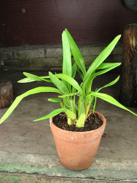 Miltonia clowesii.jpg