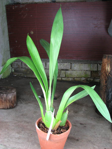 Odontioda Nationhood Bossa Nova.jpg