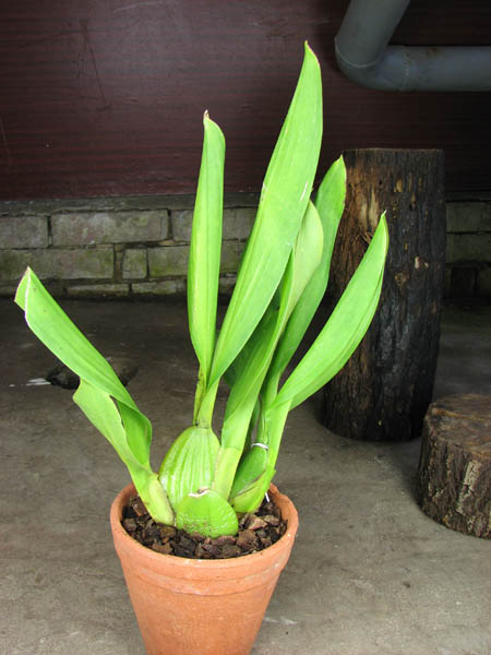 Odontioda George Machahon 'Fortuna'.jpg