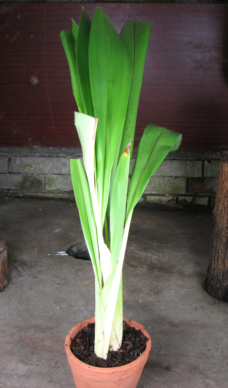 Maxillaria sanderiana.jpg