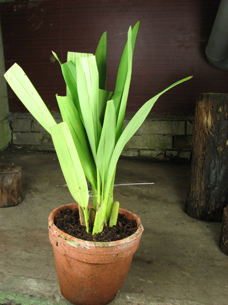 Maxillaria molitor.jpg