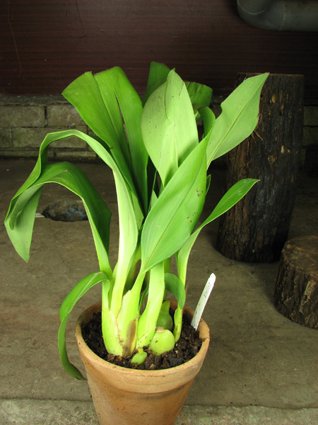 Maxillaria grandiflora.jpg