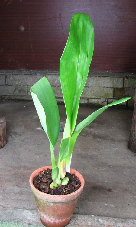 Maxillaria striata.jpg