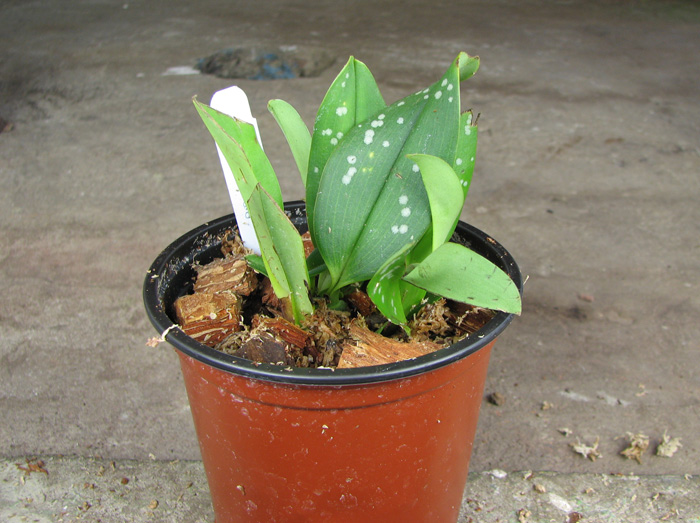 Maxillaria reichenheimiana.jpg